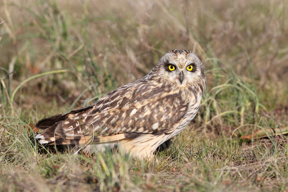 Short-eared Owl - ML64995291
