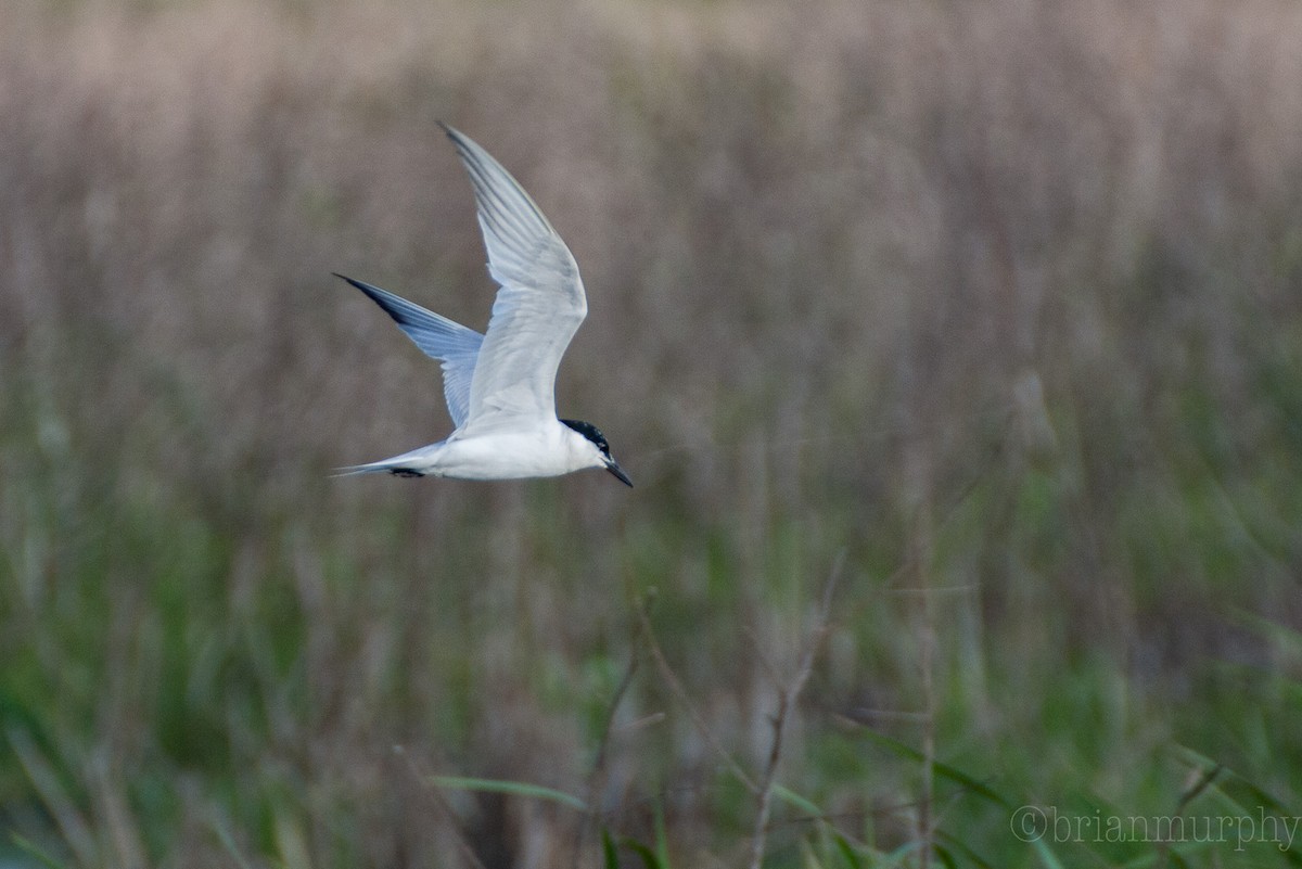 Gull-billed Tern - Brian Murphy