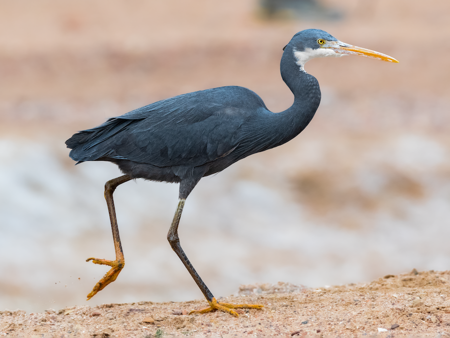 Western Reef-Heron