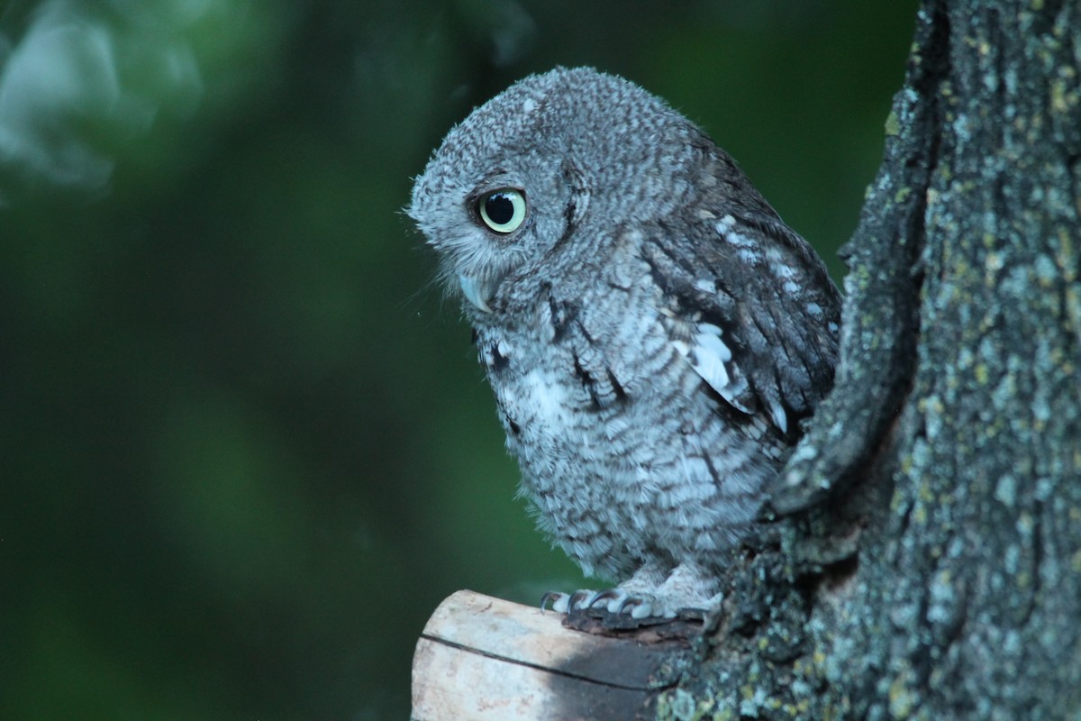 Eastern Screech-Owl - Mark Benson