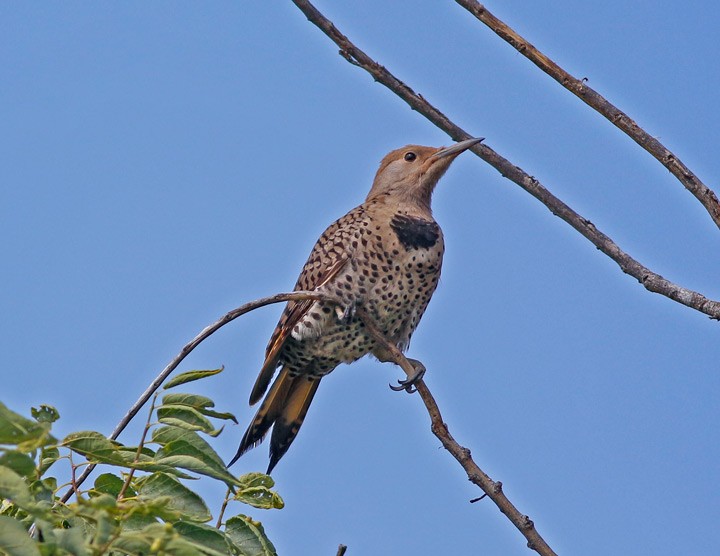 Northern Flicker (Yellow-shafted x Red-shafted) - Kris Petersen