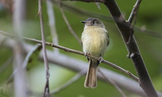  - Inca Flycatcher