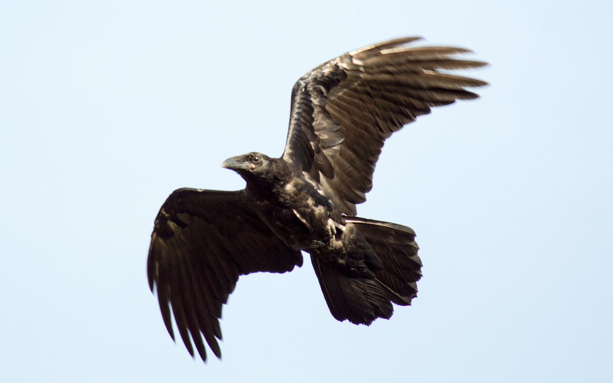 Common Raven - Peter Nguyen