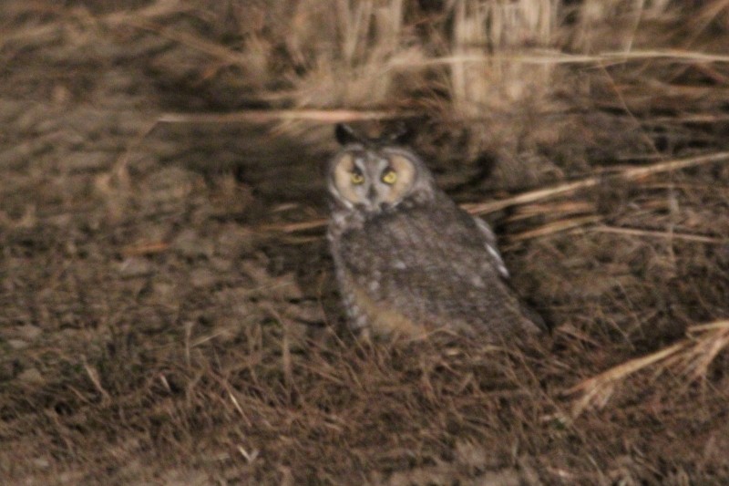 Long-eared Owl - Timothy P. Jones