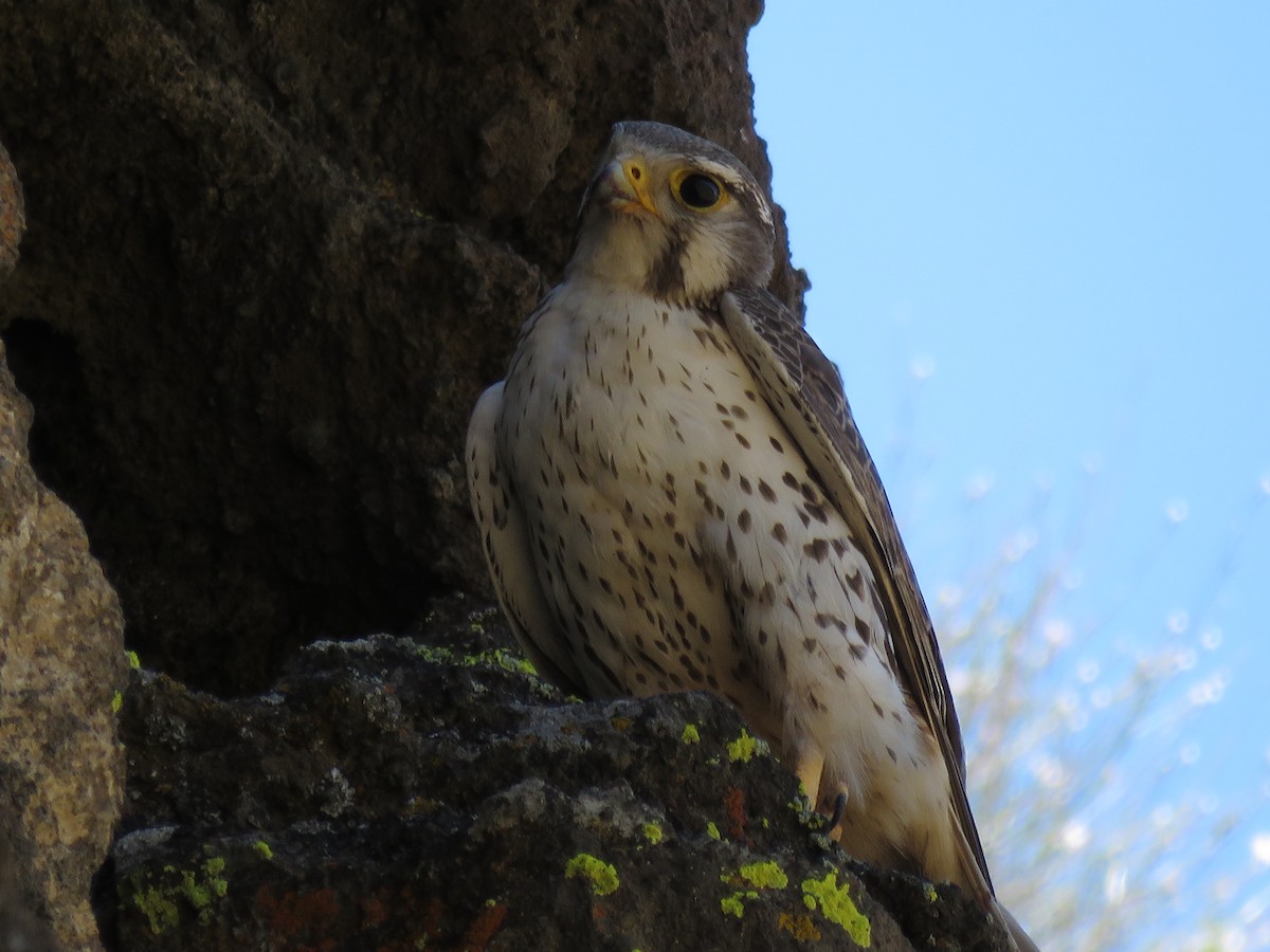 Prairie Falcon - Kai Frueh