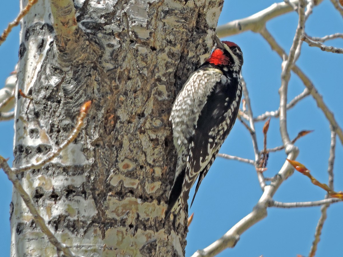 Red-naped Sapsucker - Jerry Elling