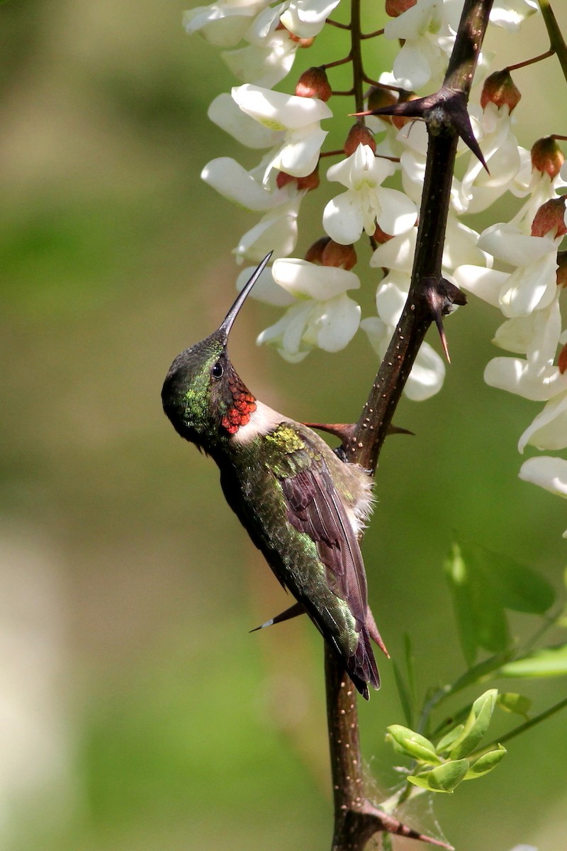 Ruby-throated Hummingbird - Timothy P. Jones