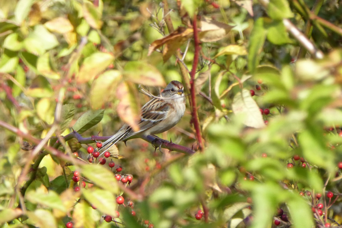 American Tree Sparrow - ML65011521