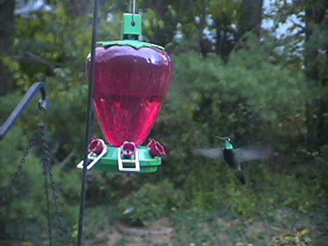 Rivoli's Hummingbird - Virginia's omnium-gatherum