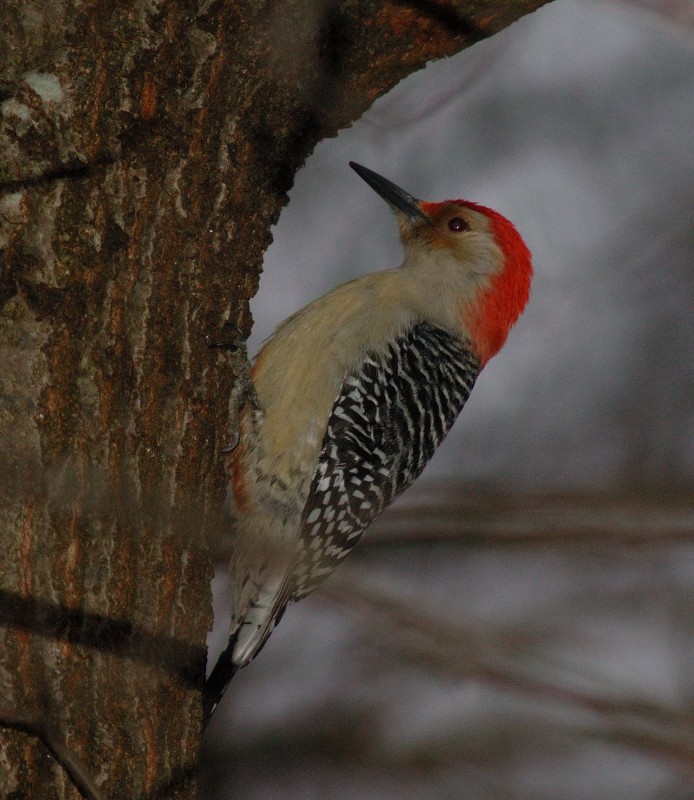 Red-bellied Woodpecker - Jaime Thomas