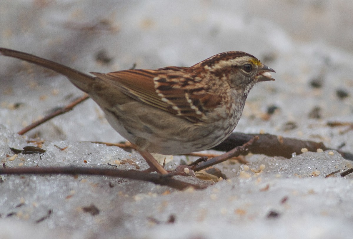 White-throated Sparrow - ML65013831