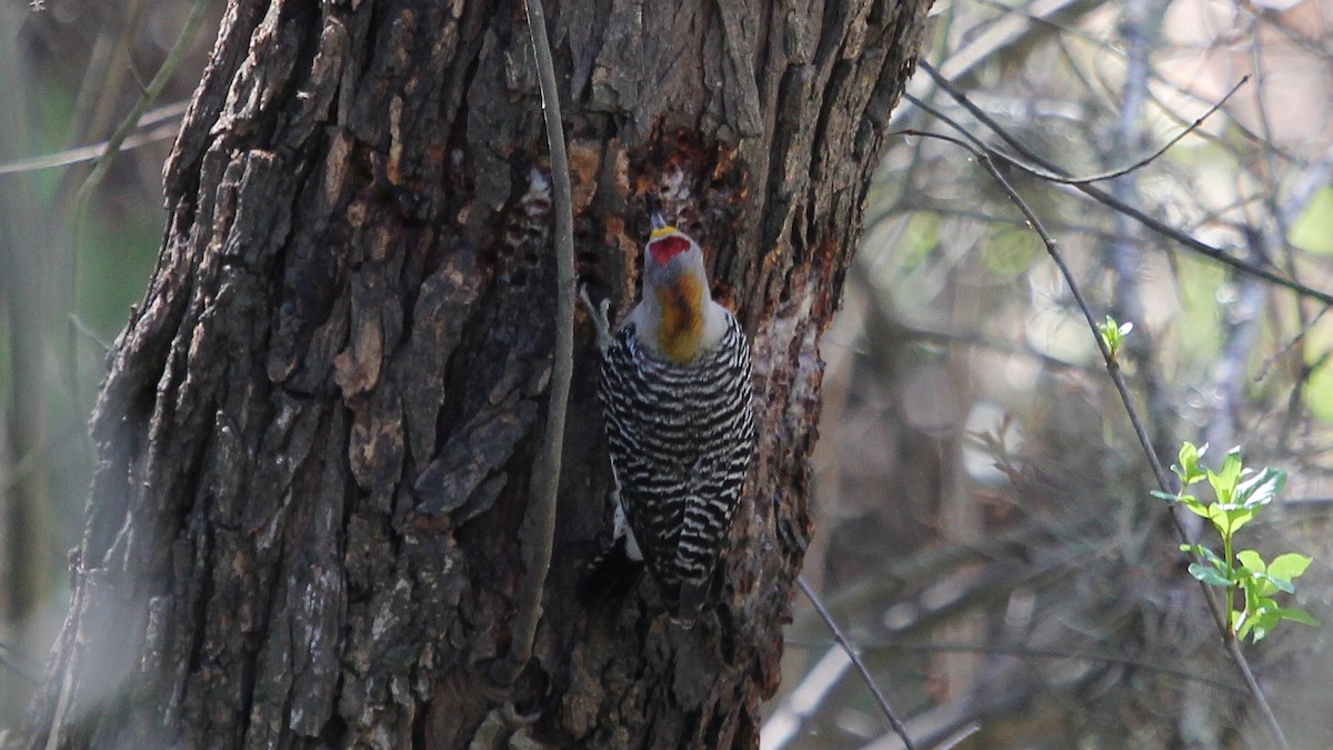 Golden-fronted Woodpecker - ML65015551