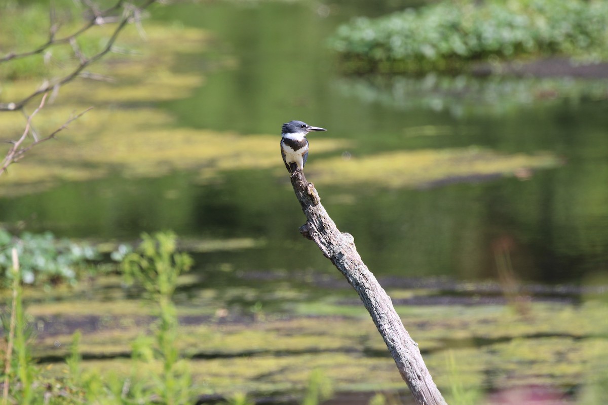 Belted Kingfisher - ML65015821