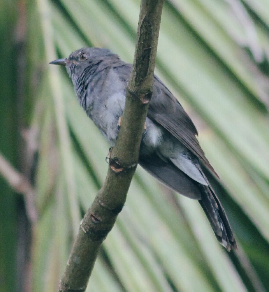 Gray-bellied Cuckoo - GIRISHKUMAR K