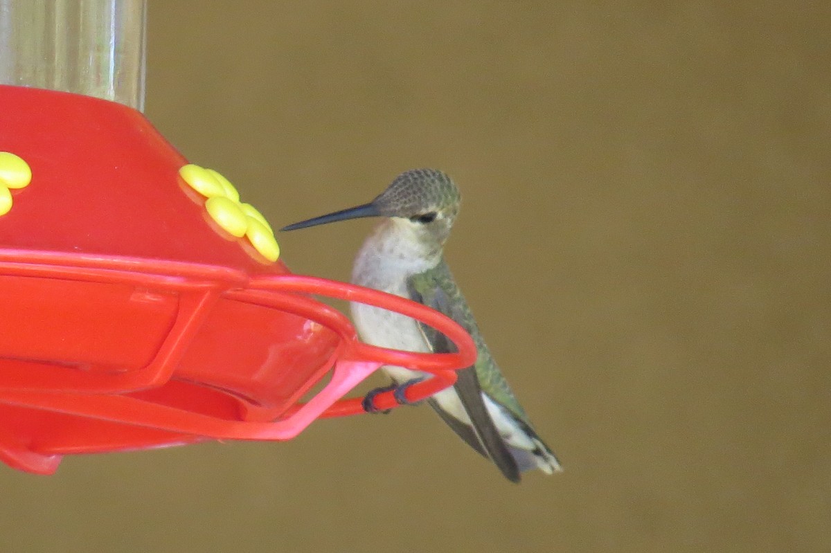 Black-chinned Hummingbird - Myron Gerhard