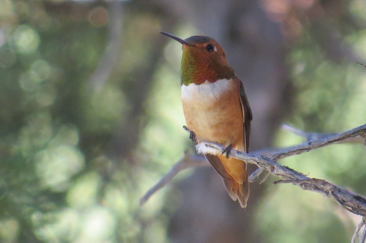 Rufous Hummingbird - Myron Gerhard