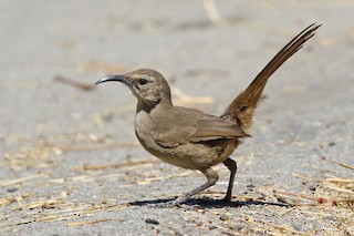 California Thrasher