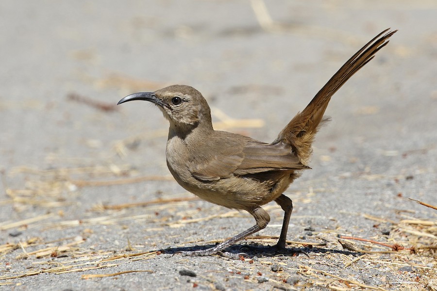 California Thrasher