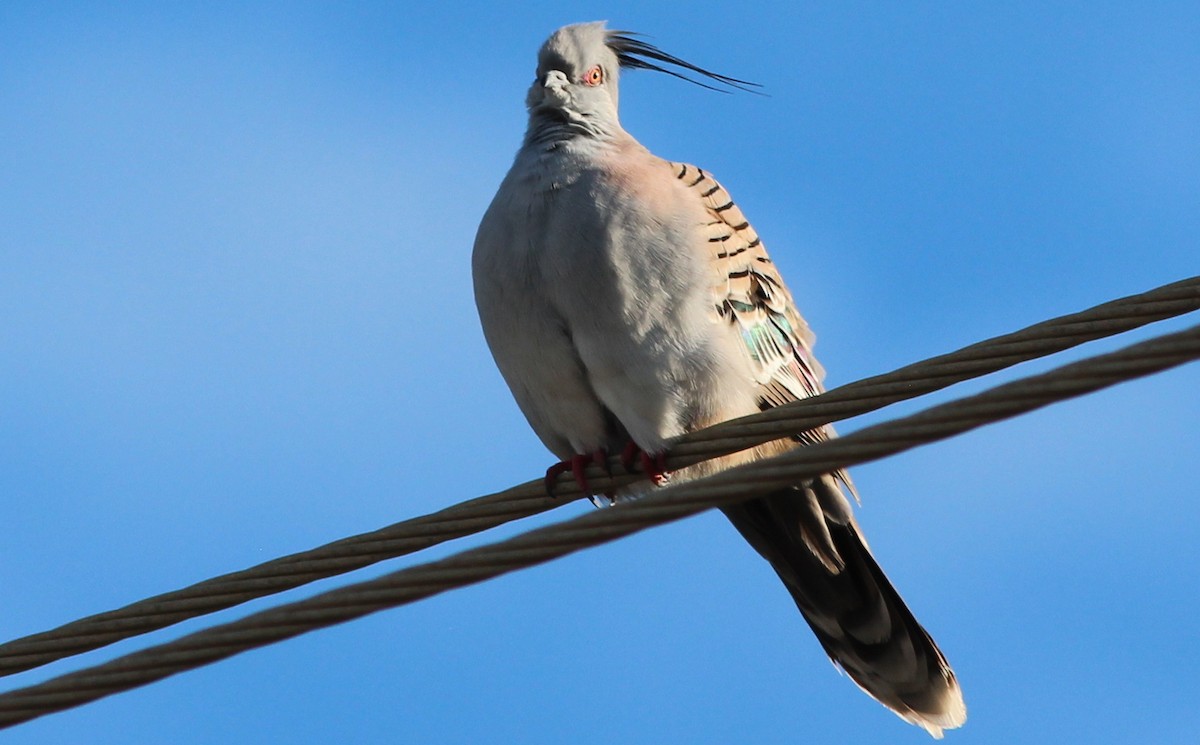 Crested Pigeon - Gary Leavens