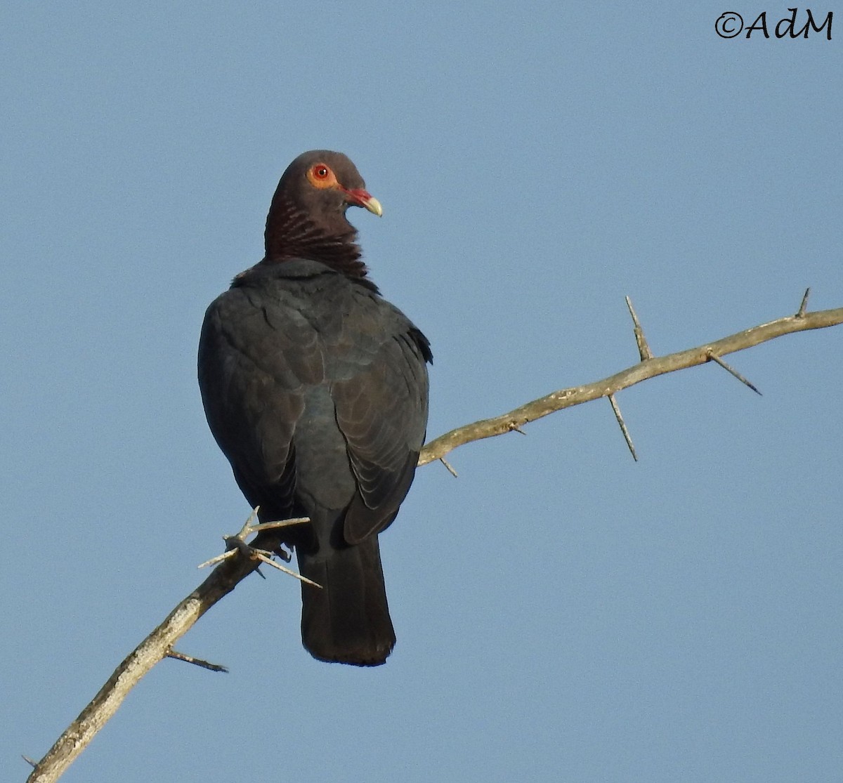 Scaly-naped Pigeon - ML65020451