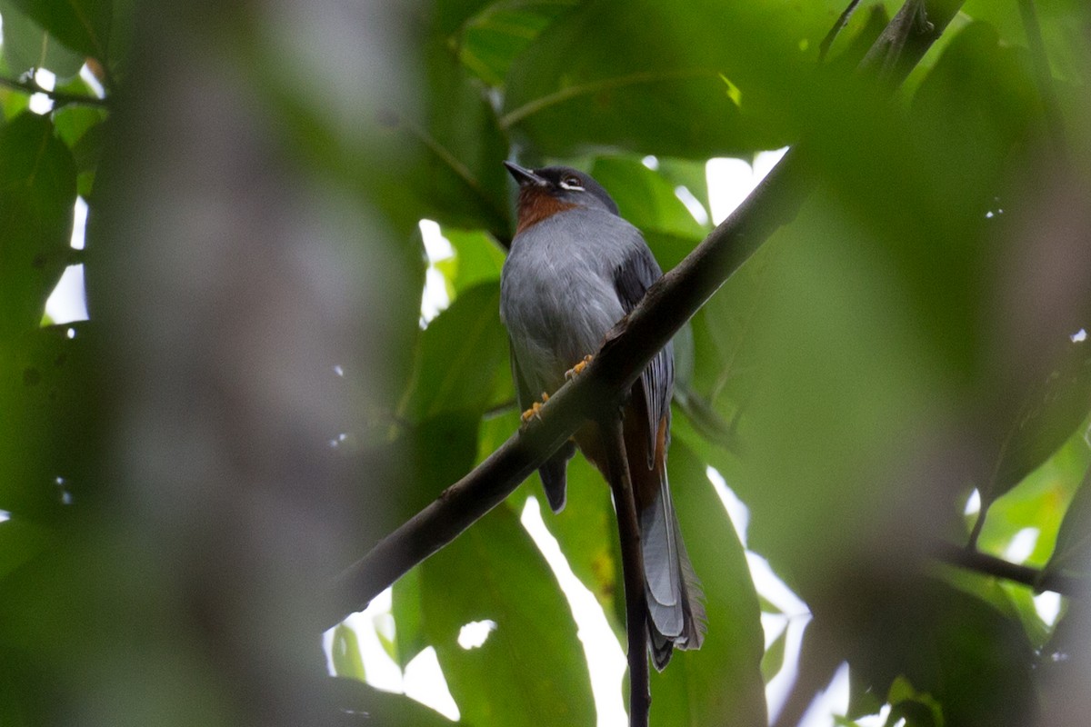 Rufous-throated Solitaire - ML65021871