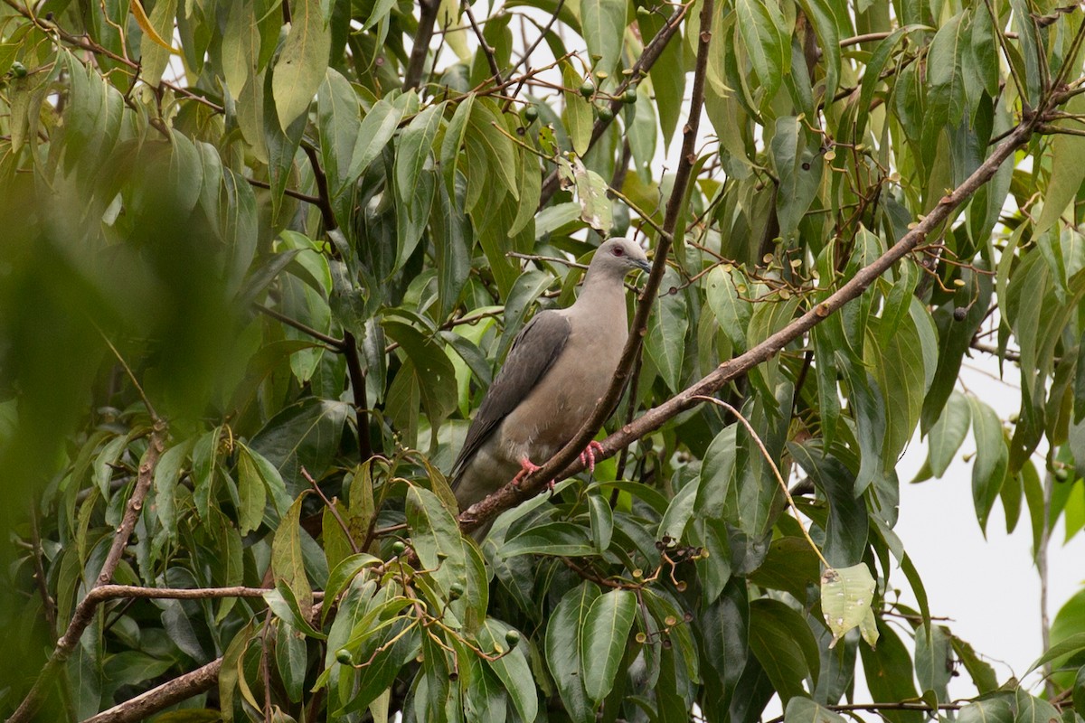 Ring-tailed Pigeon - ML65022261