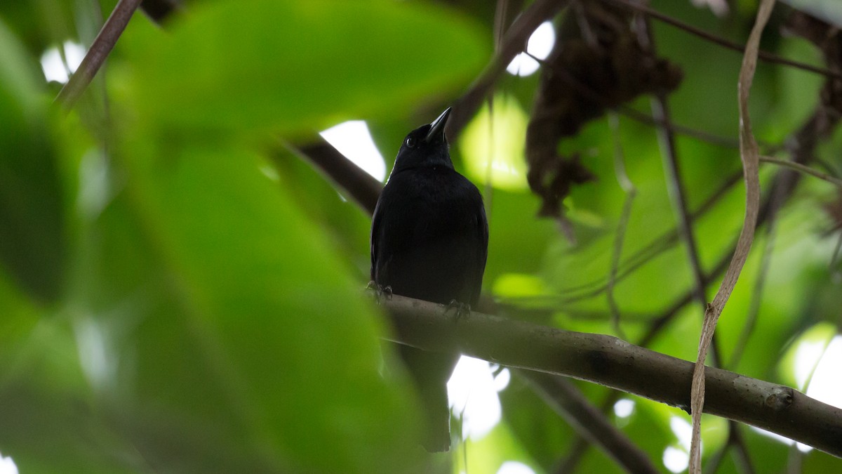 Jamaican Blackbird - ML65022481