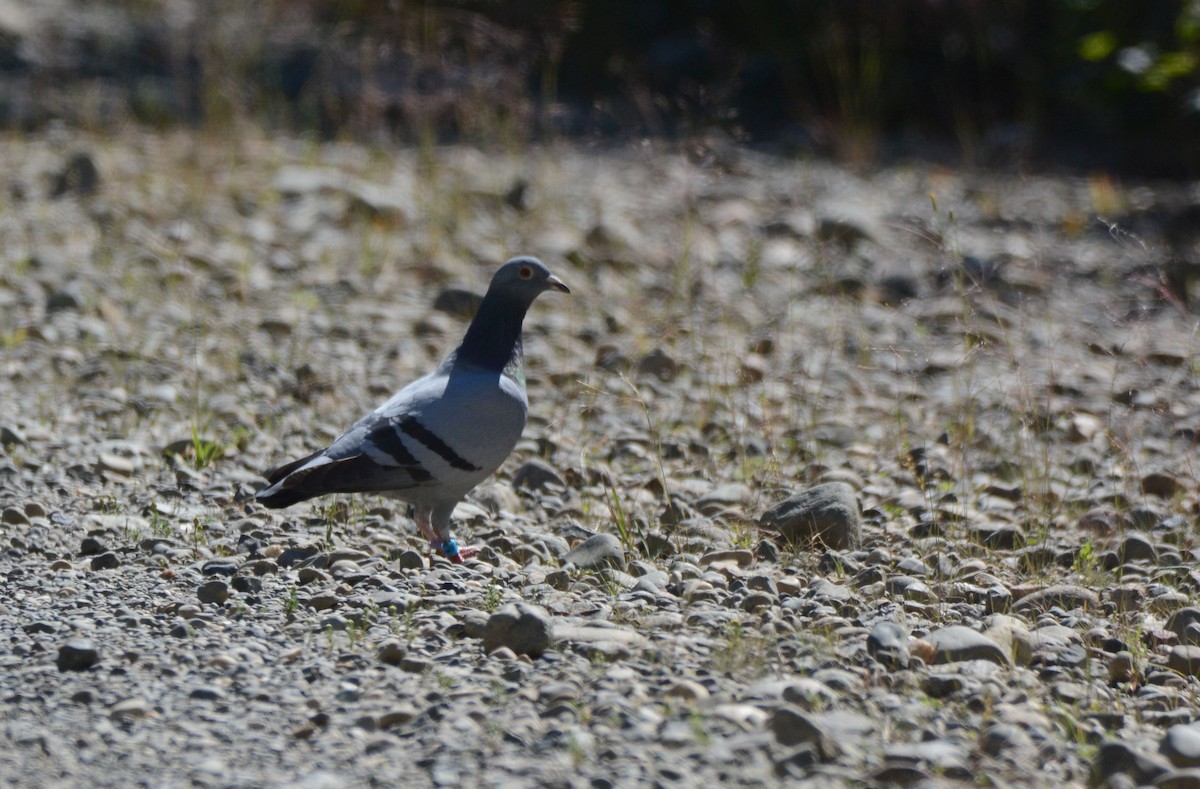 Rock Pigeon (Feral Pigeon) - ML65023001