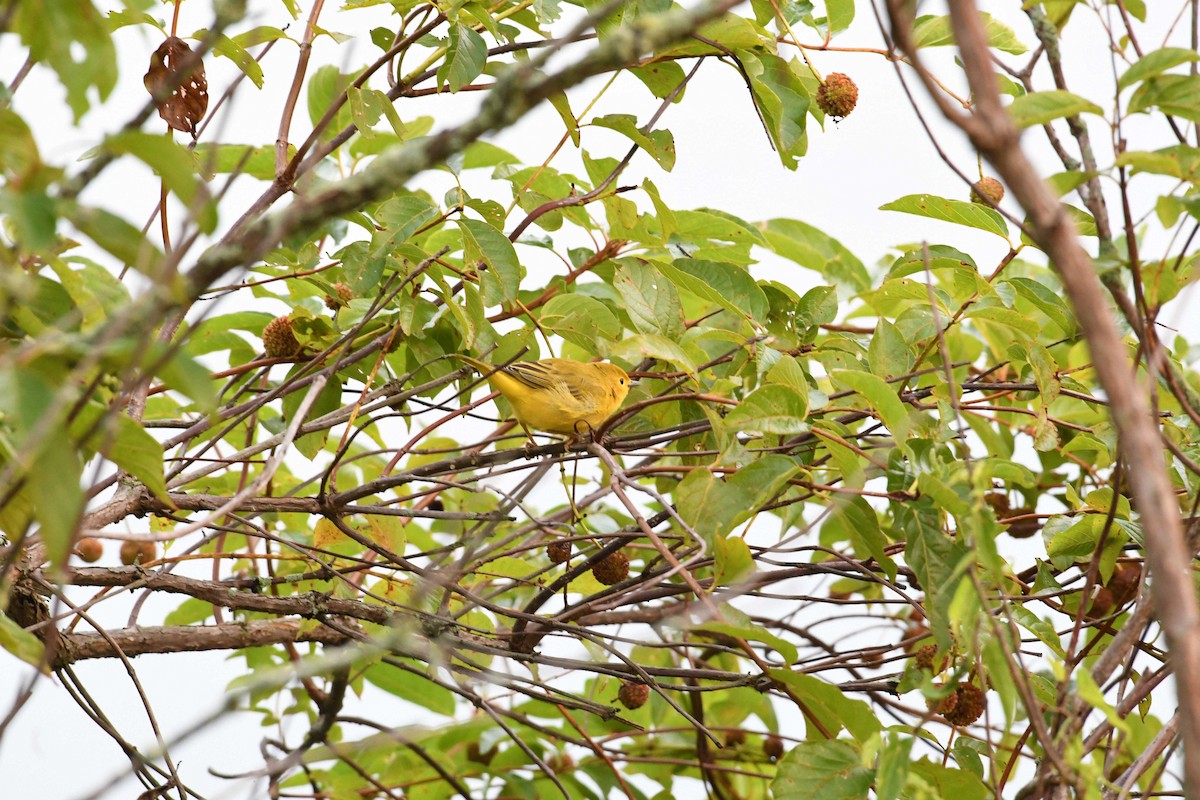 Yellow Warbler - Barry Blust