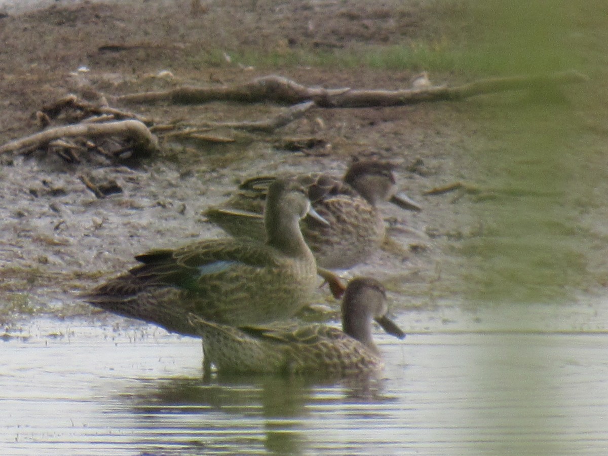 eBird Checklist 29 Jul 2017 Hackberry Flat WMA 37 species (+2