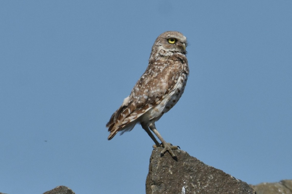Burrowing Owl - Bob Hay