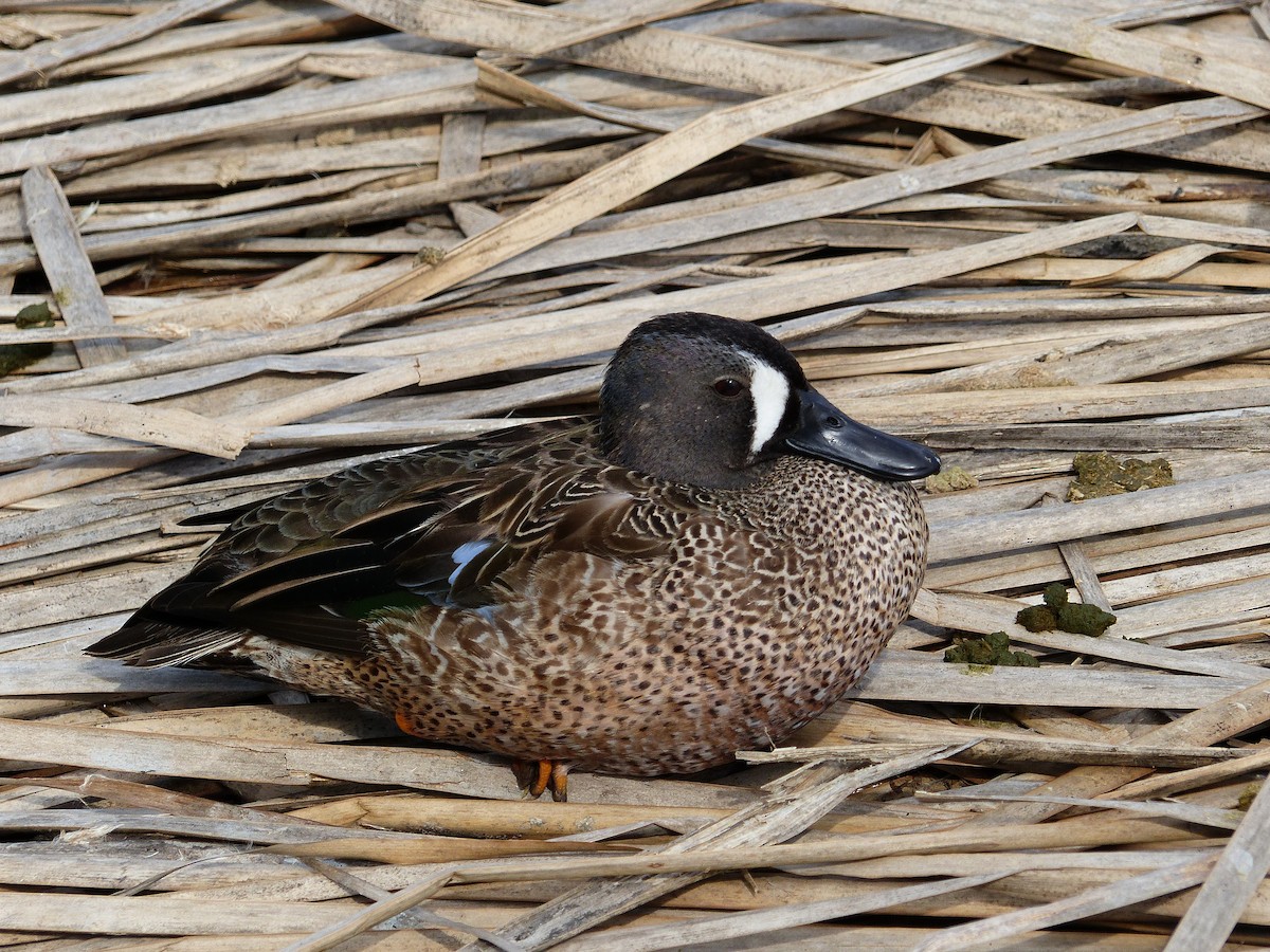 Blue-winged Teal - ML65028331
