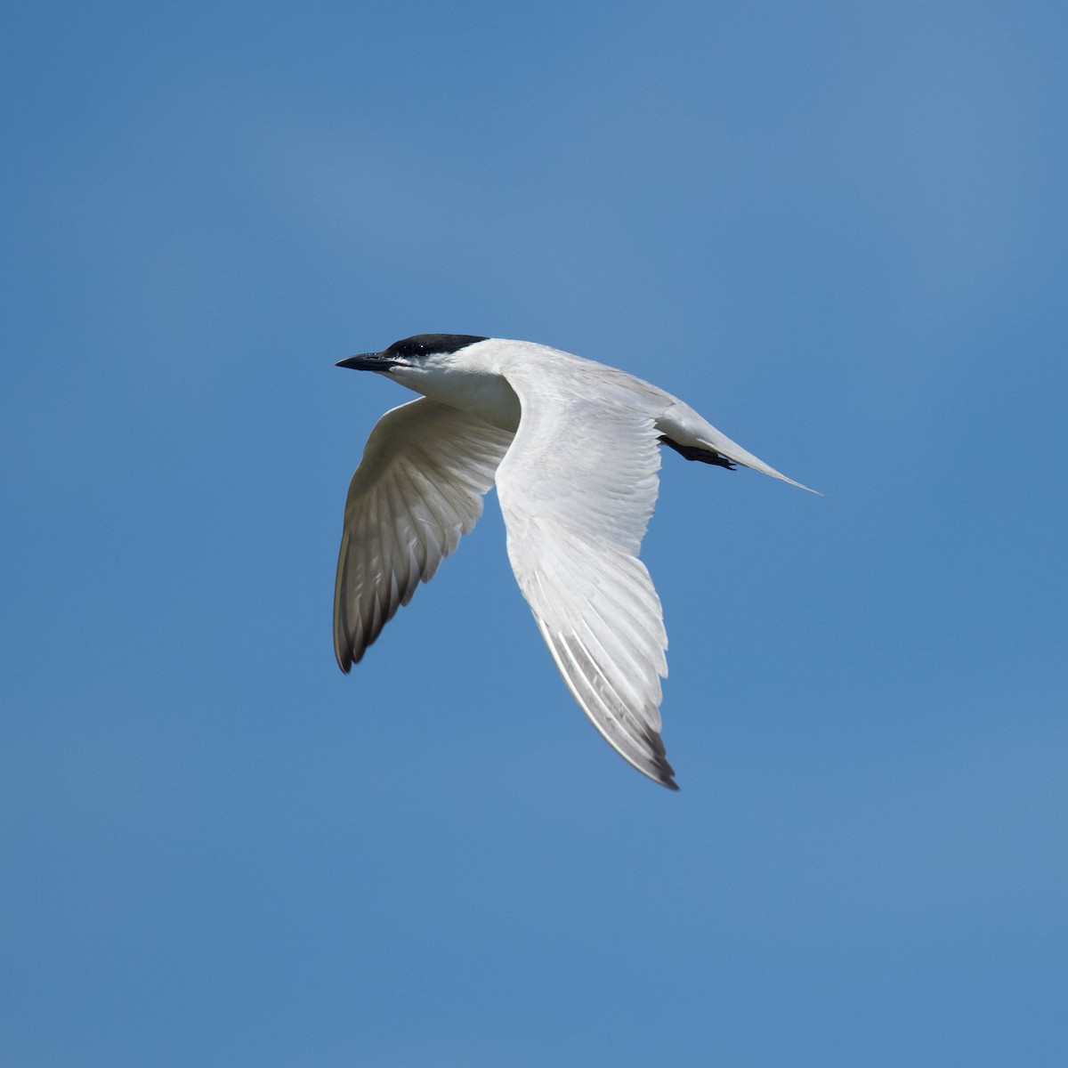 Gull-billed Tern - Nick Dorian