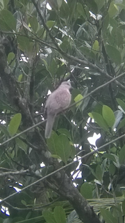 Spotted Dove, ML65028871