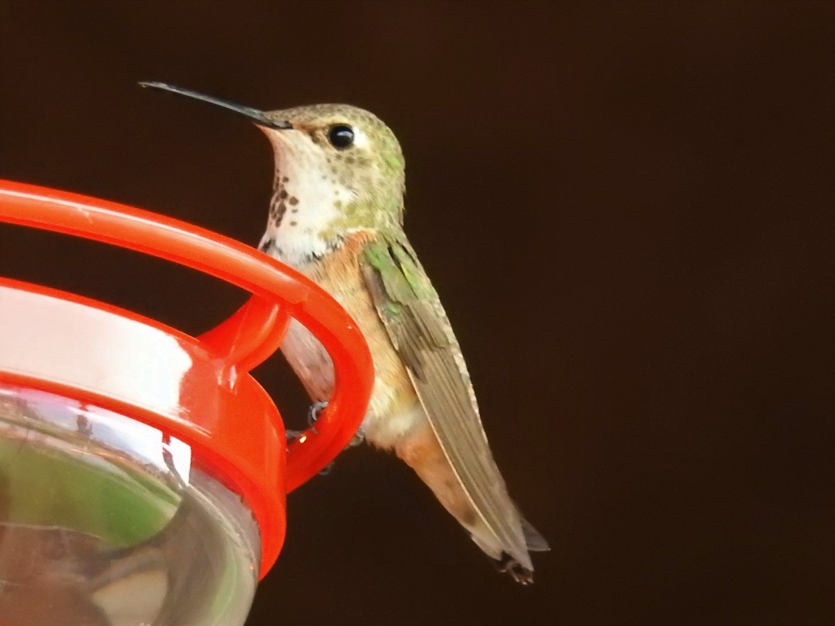 Rufous Hummingbird - Tina Toth