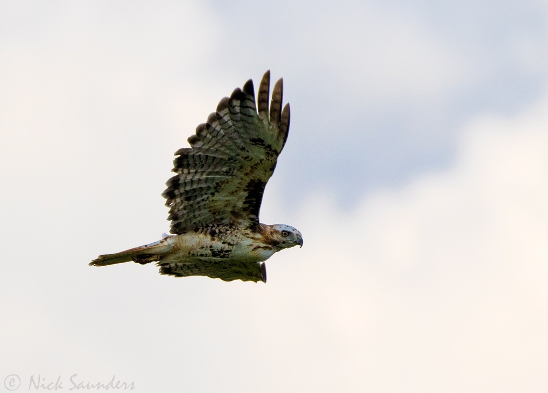 Red-tailed Hawk - Nick Saunders