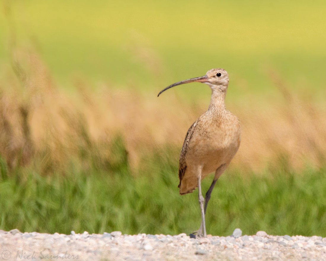 Long-billed Curlew - ML65032231