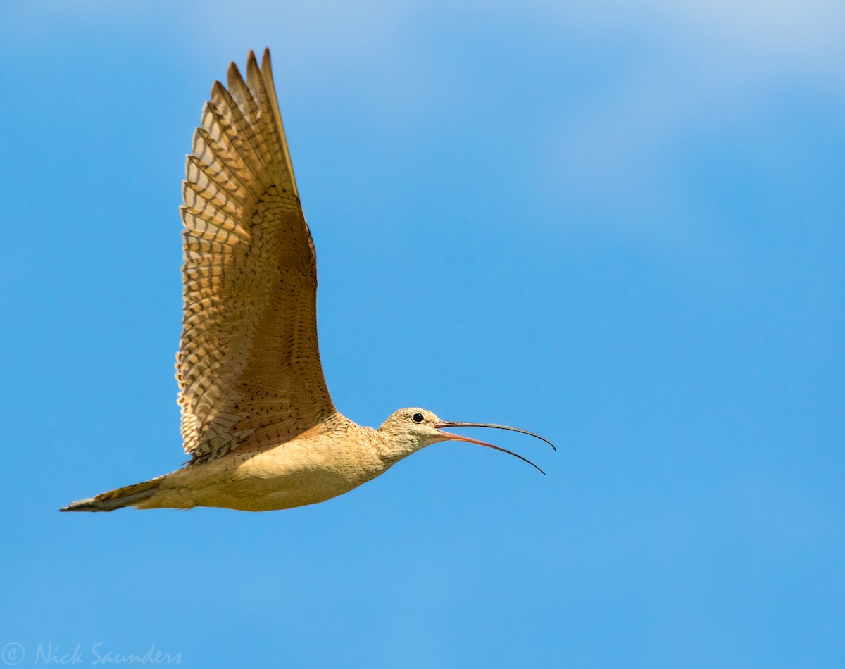 Long-billed Curlew - ML65032241