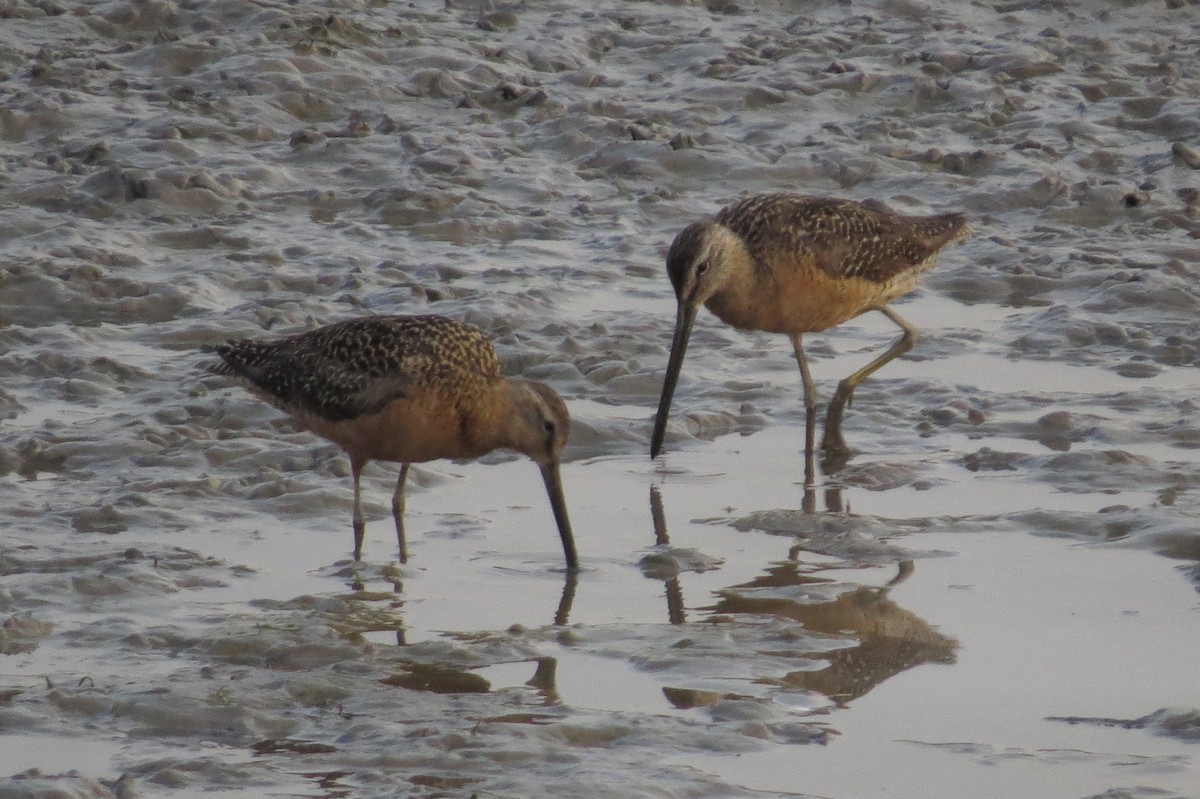 Long-billed Dowitcher - ML65033981