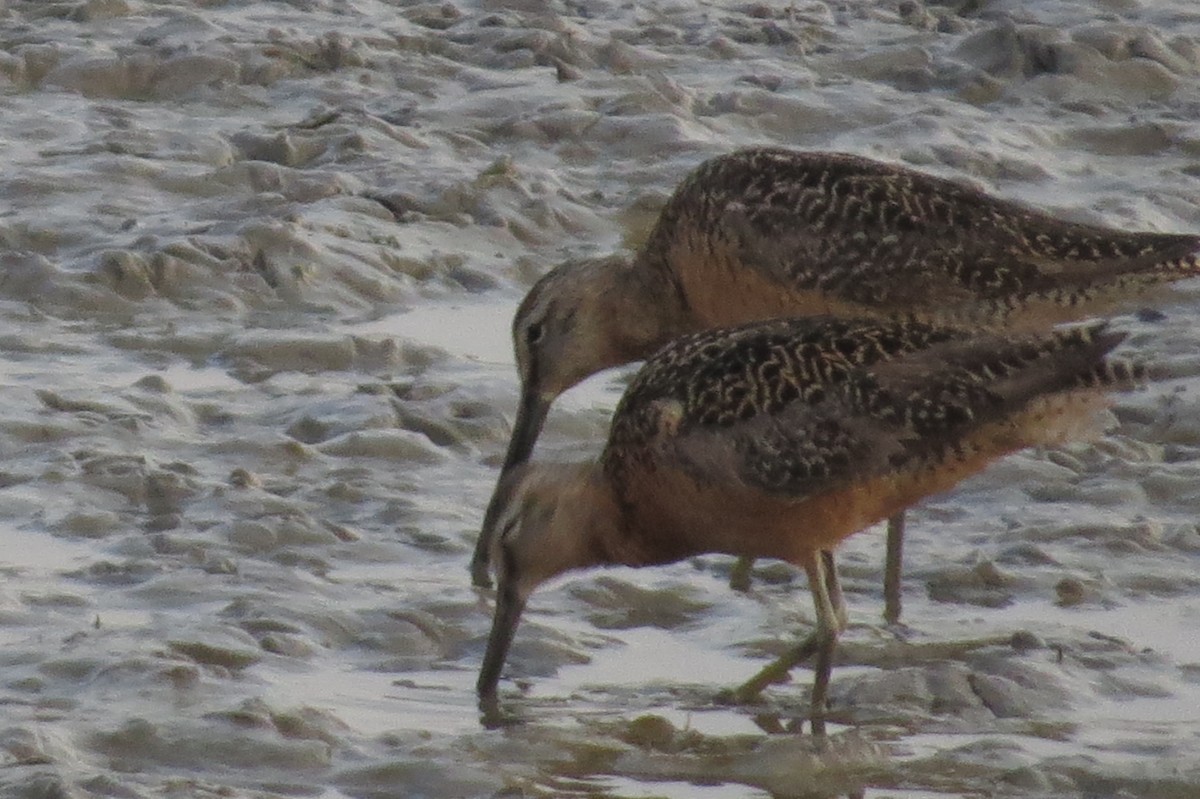 Long-billed Dowitcher - ML65033991