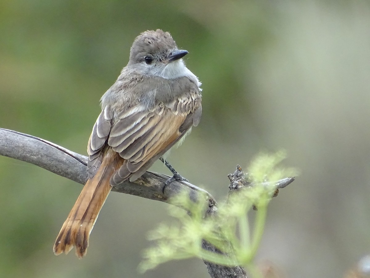Ash-throated Flycatcher - Robin Roberts