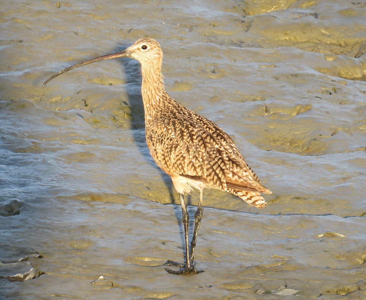 Long-billed Curlew - Chris O'Connell