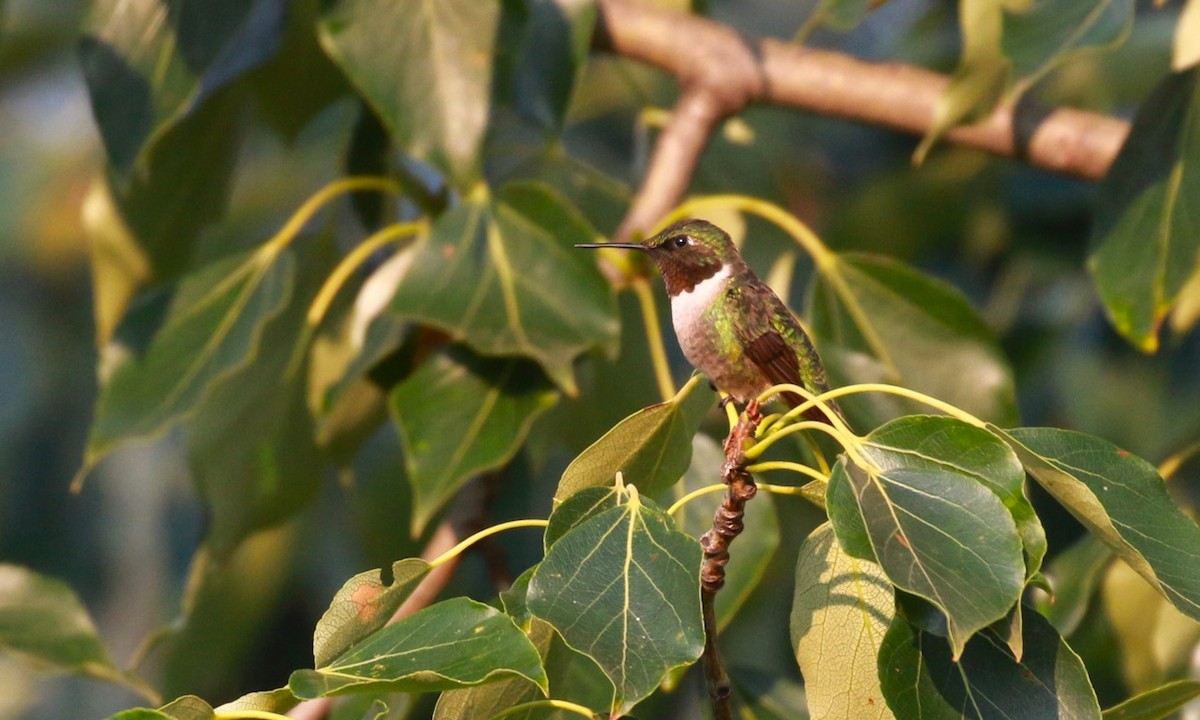 Ruby-throated Hummingbird - ML65036571
