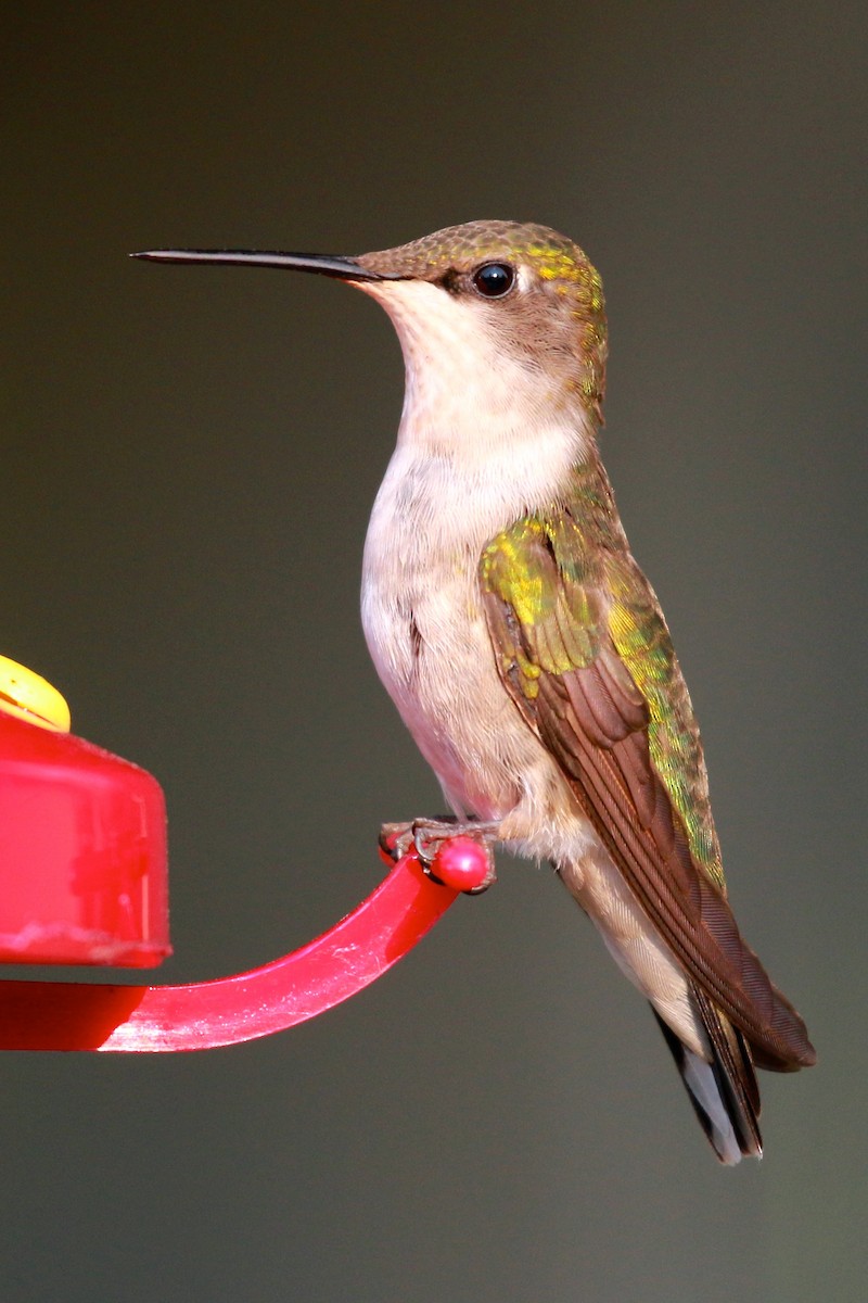 Ruby-throated Hummingbird - ML65036591