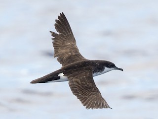 ハワイセグロミズナギドリ - eBird