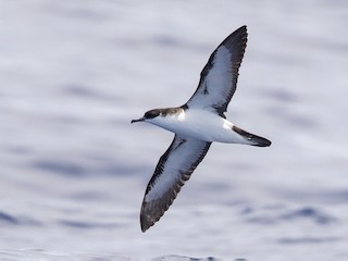 ハワイセグロミズナギドリ - eBird