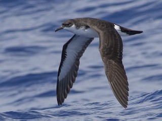 ハワイセグロミズナギドリ - eBird