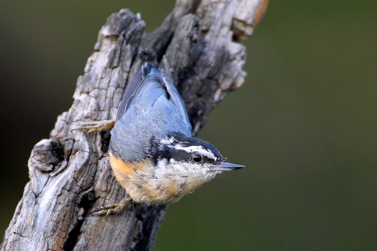 Red-breasted Nuthatch - Douglas Faulder