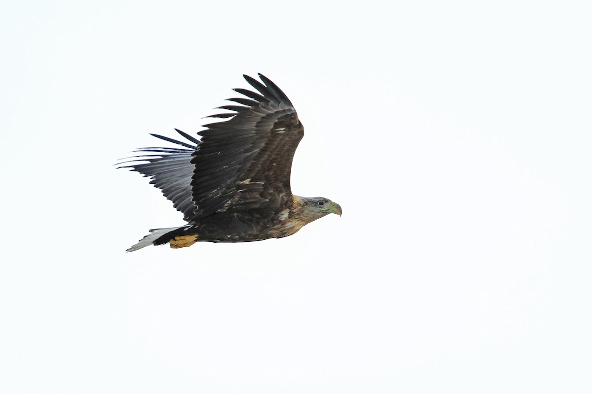 White-tailed Eagle - ML65038791