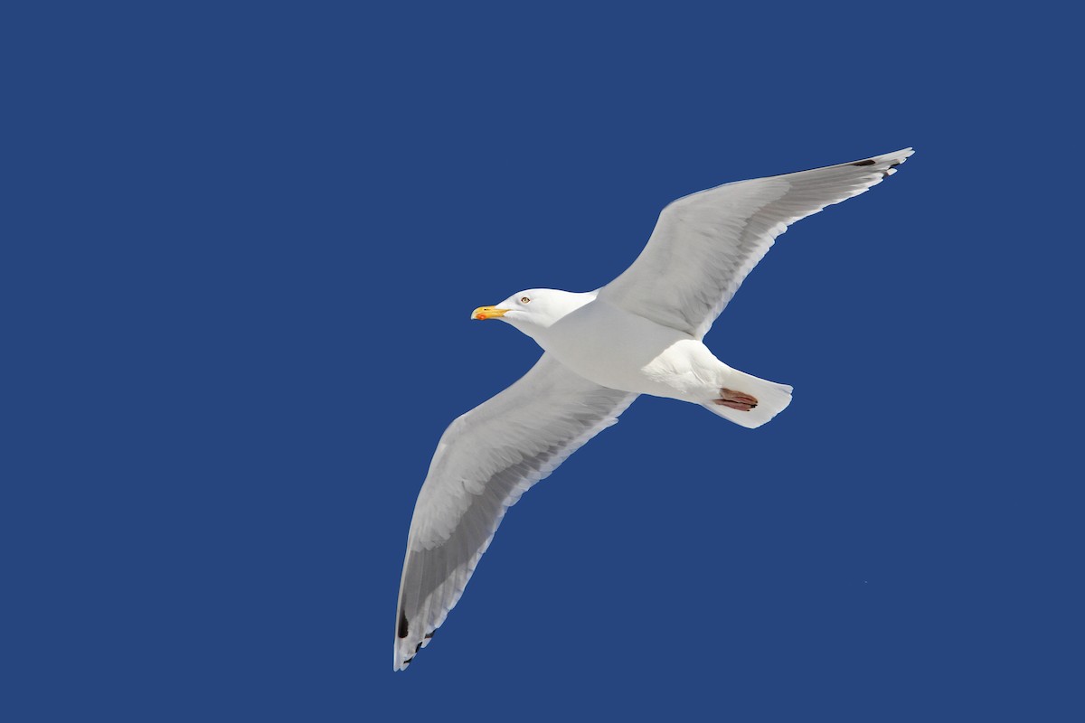 Herring Gull (European) - Christoph Moning